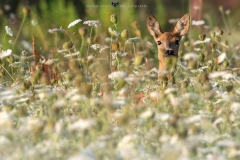 capriolo
