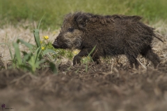 Cinghiale