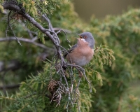 Uccelli - altre specie