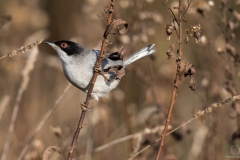 Occhiocotto