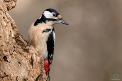 Picchio rosso maggiore