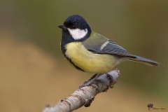Cinciallegra