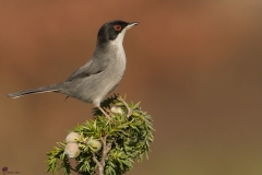 Occhiocotto