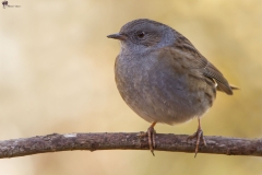 Passera scopaiola
