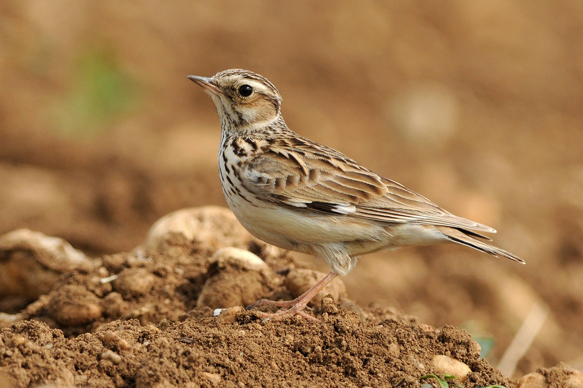 GLI UCCELLI DI BRUGHIERA